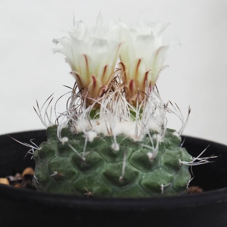 strombocactus菊水 | STORES strombocactus菊水 | STORES