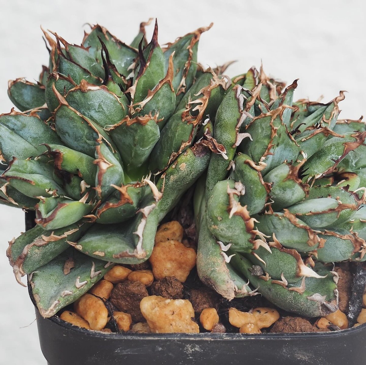 ③Hidden Agave titanota 'creep' ジェレミー HIDDEN AGAVEジェレミー Creep 発根済タグ付き③ HIDDEN AGAVE