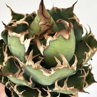 アガベ チタノタ 悪魔くん/スーパーチタノタ/bakemono（発根済TC苗