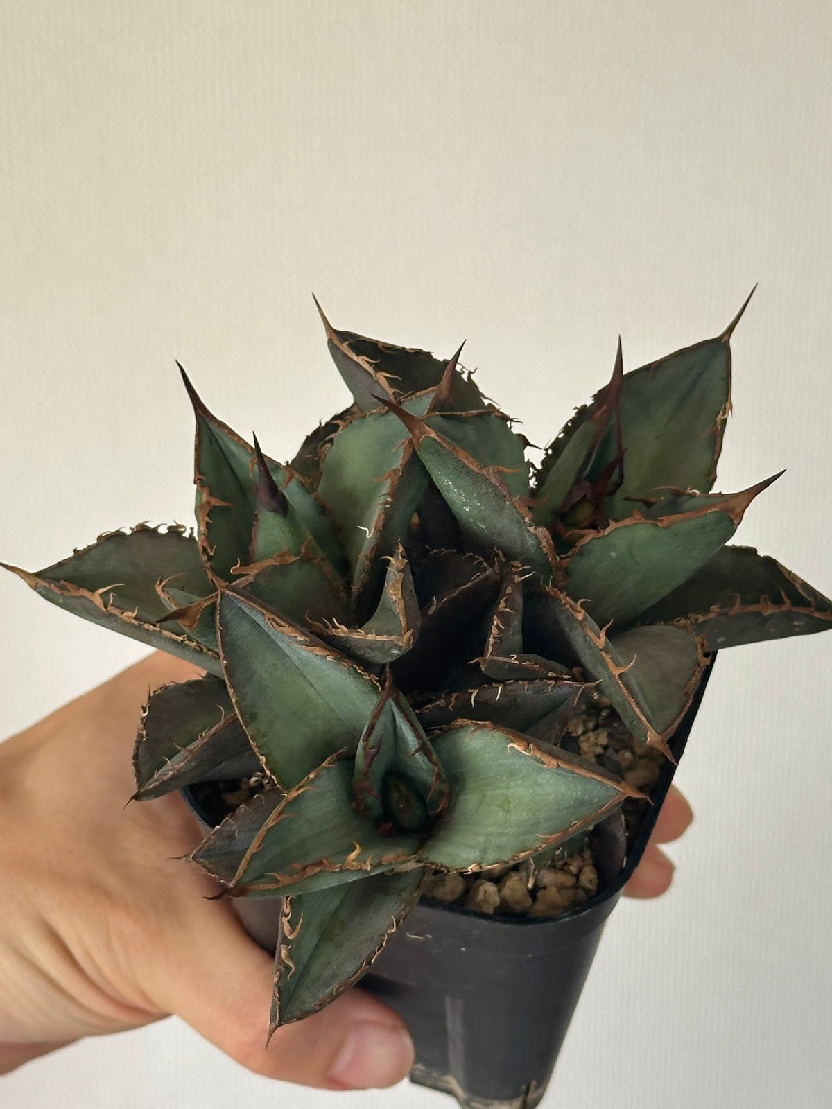 Agave titanota Oaxaca triple haeds アガベ チタノタ オアハ