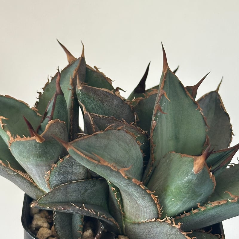 Agave titanota Oaxaca triple haeds アガベ チタノタ オアハ