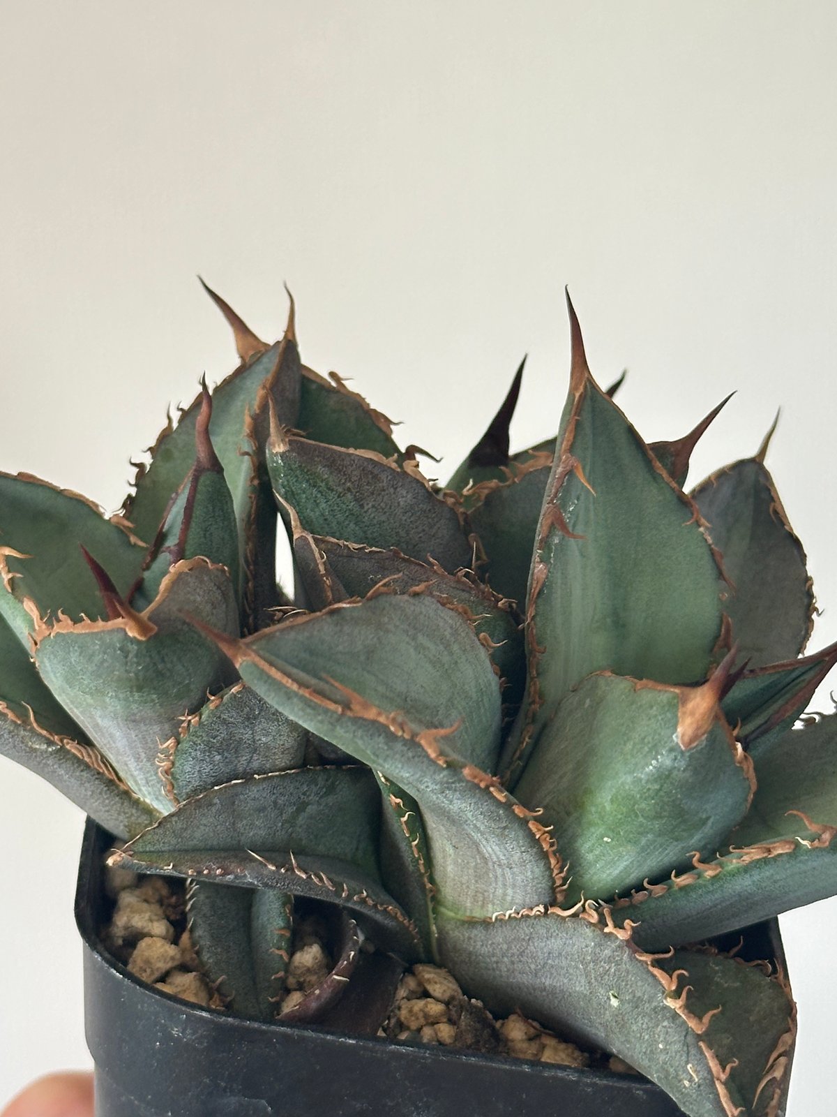 Agave titanota Oaxaca triple haeds アガベ チタノタ オアハ