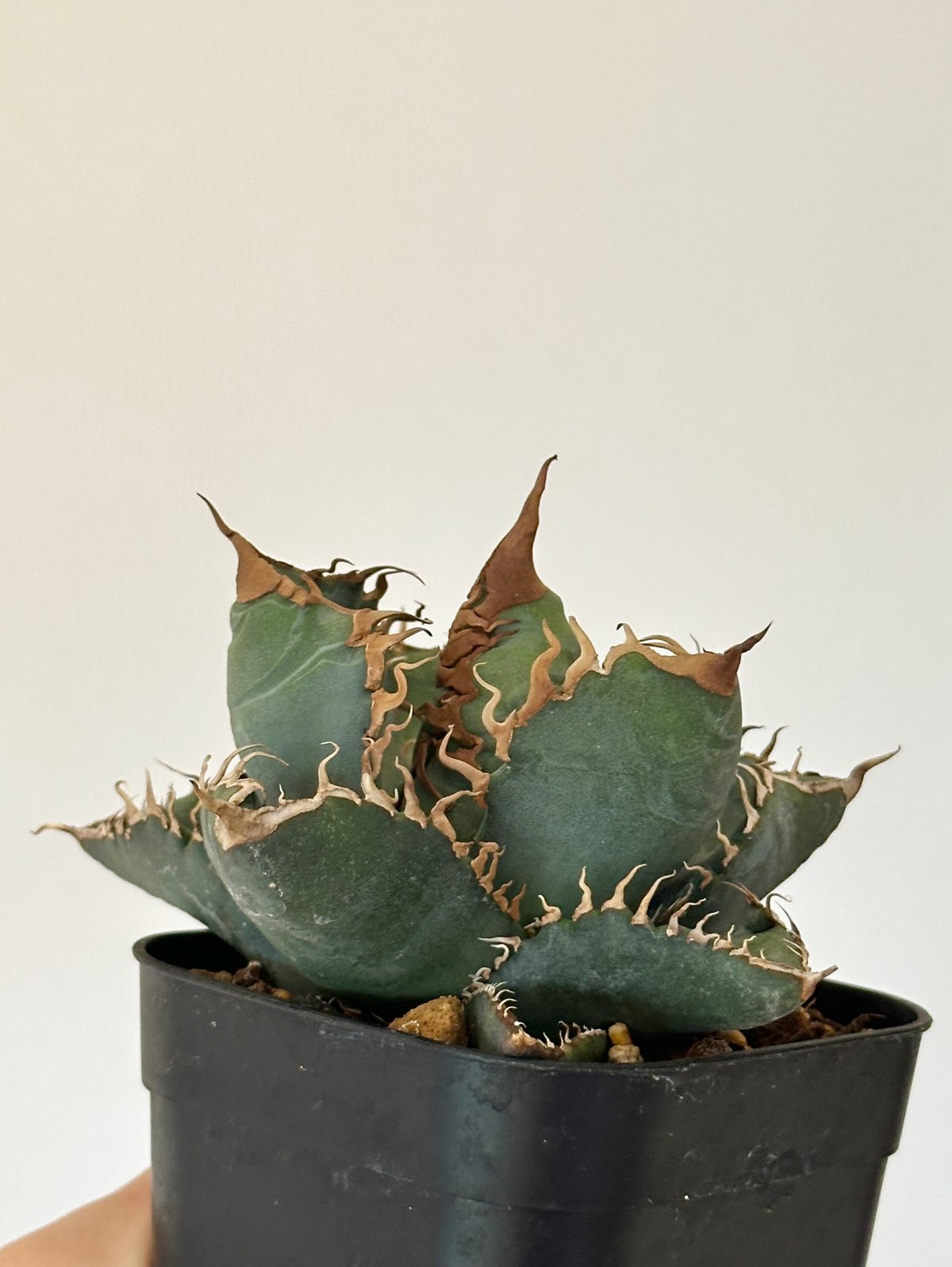 明日出品終了】 アガベ チタノタ 悪魔くん スーパーチタノタ BAKEMONO