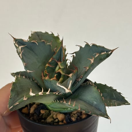 agave barracuda アガベ バラクーダ 中株 極強鋸歯 特選株 十六