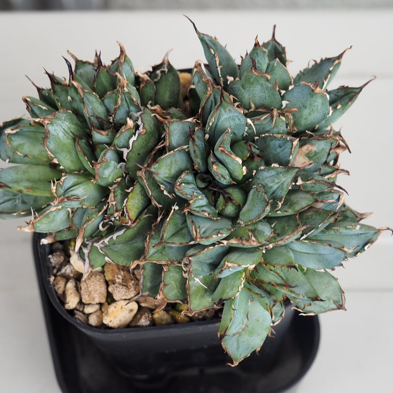 アガベ　チタノタ　フィリグリー　クレステッド　デビル　鉢ごとメルカリ便 アガベ フィリグリー クレステッド デビル チタノタ オテロイ 綴化