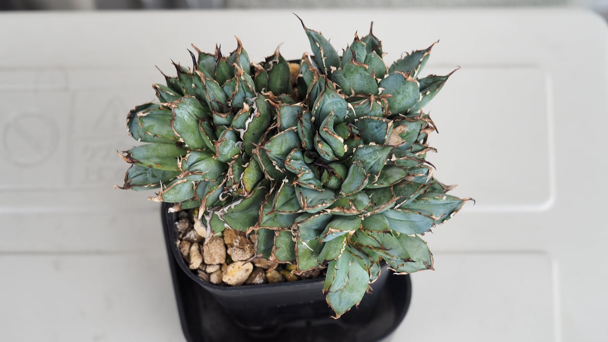 style_of_chika』 agaveアガベホリダby_the_way アガベ チタノタ