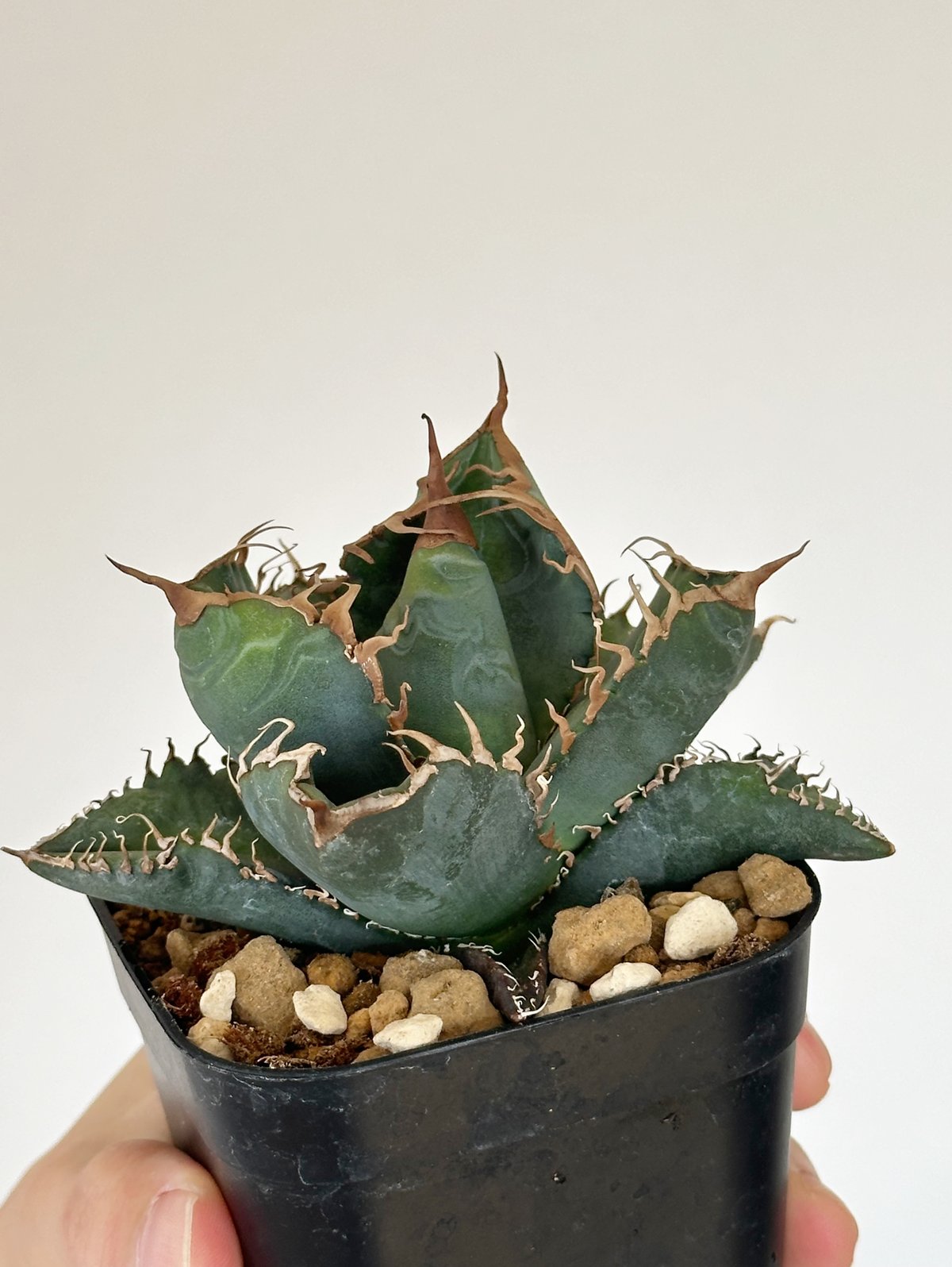 アガベチタノタ悪魔くんOC 未発根子株スーパーチタノタラスト本物