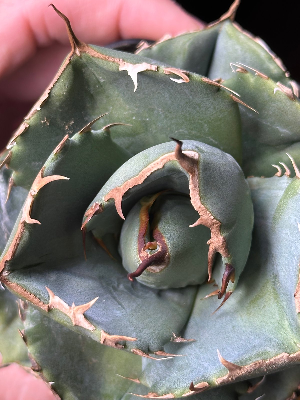 アガベ純血ジャガーノート破壊神