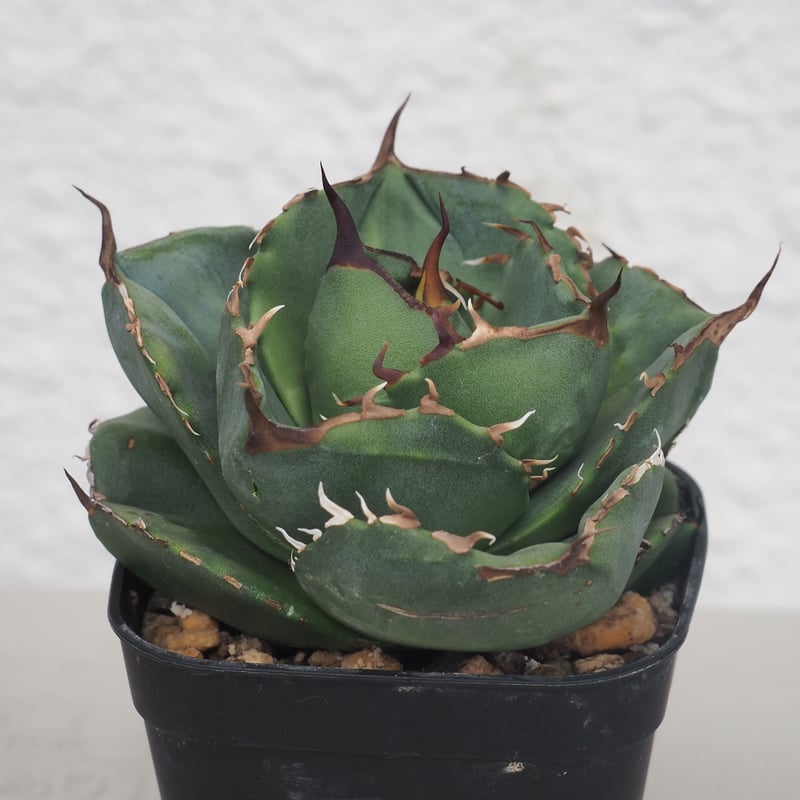 アガベ純血ジャガーノート破壊神