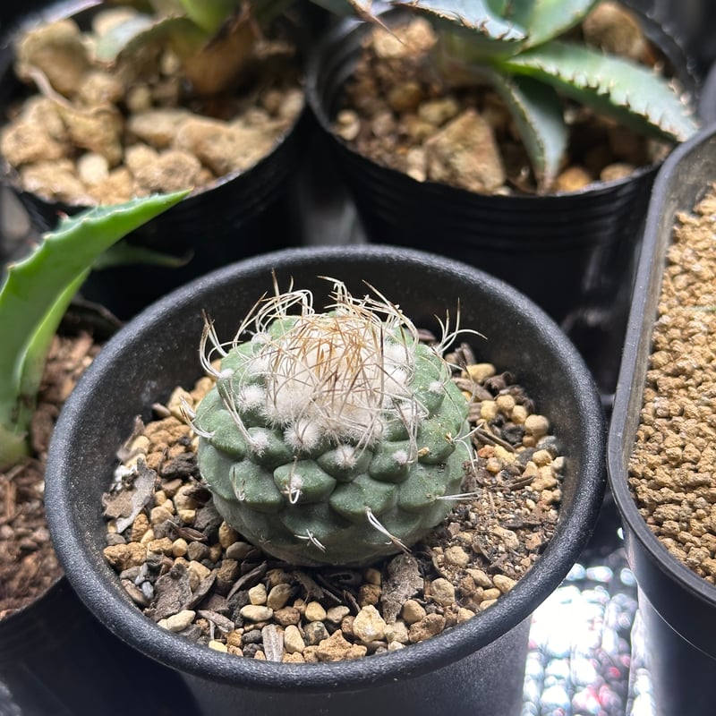 strombocactus disciformis ストロンボカクタス 白刺菊水 | kusa