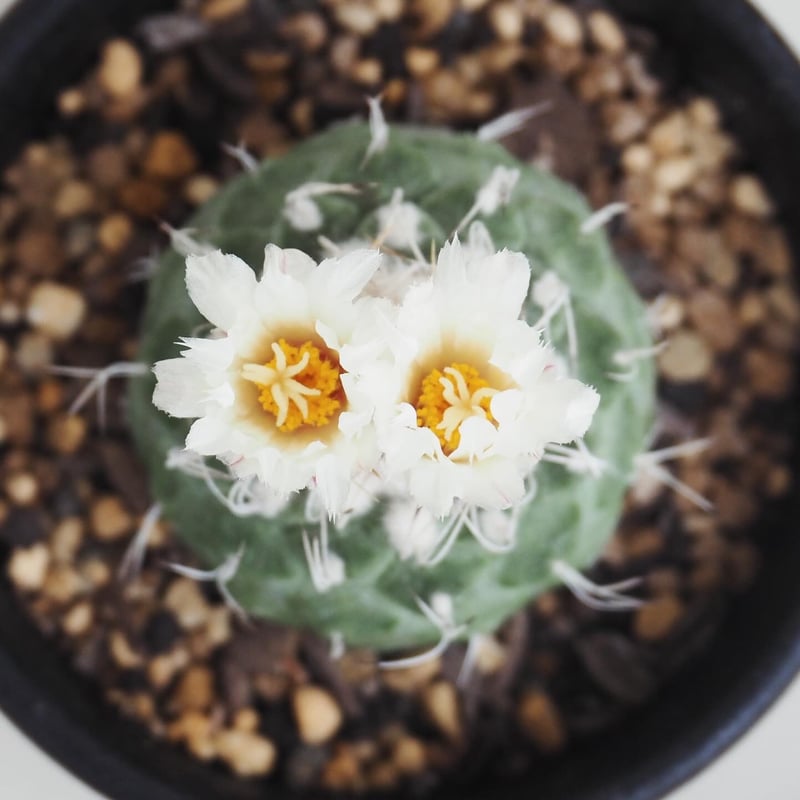strombocactus disciformis ストロンボカクタス 白刺菊水 | kusa