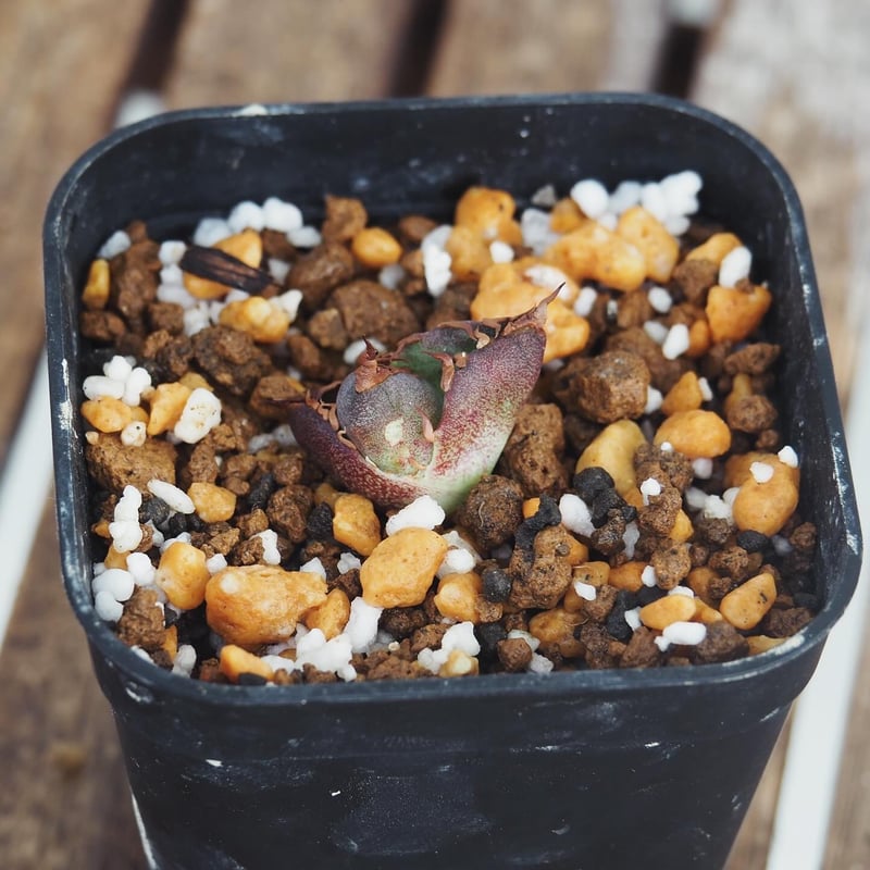 アガベ】ハデス 恐竜牙歯 インフェルノ 極極上OC 【公式通販】