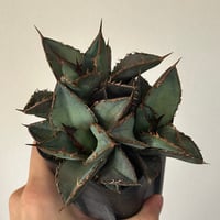 【CG産】アガベ　スーパーチタノタ　BAKEMONO 悪魔くん　カクタスグリーン アガベ チタノタ 悪魔くん/スーパーチタノタ/bakemono（発根済TC