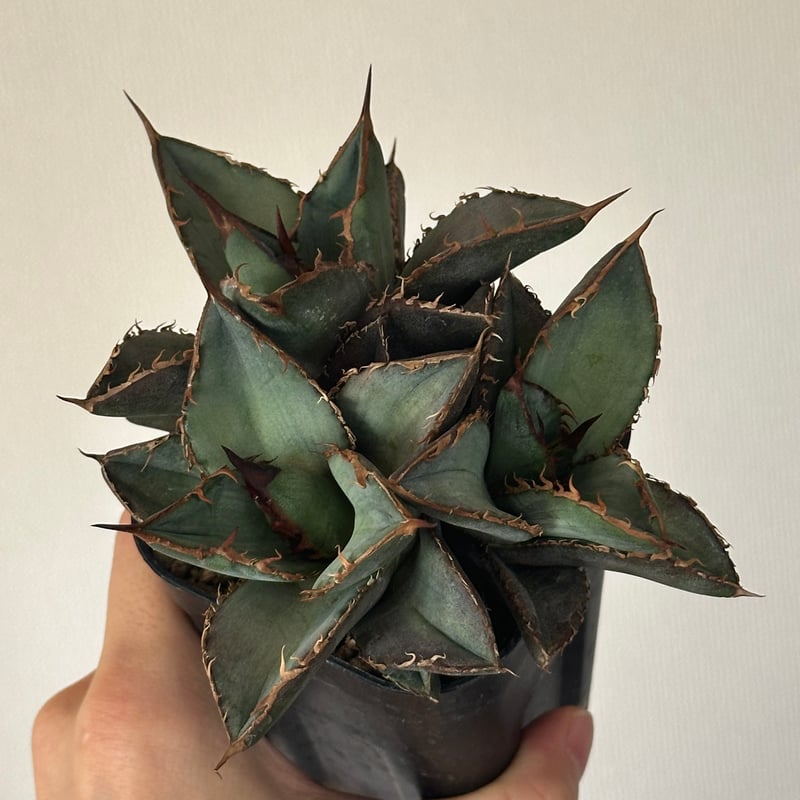 Agave titanota Oaxaca triple haeds アガベ チタノタ オアハ