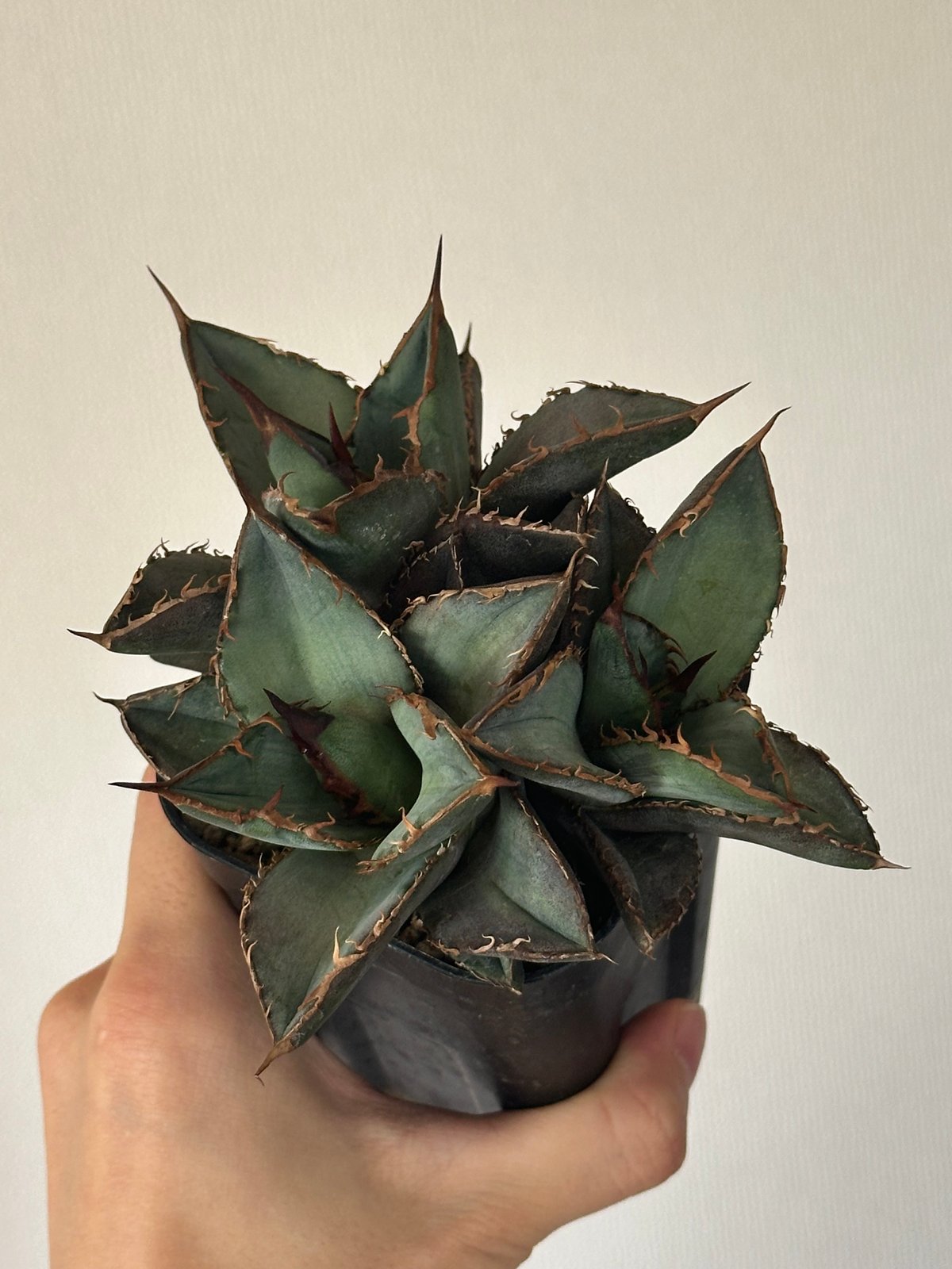 Agave titanota Oaxaca triple haeds アガベ チタノタ オアハ