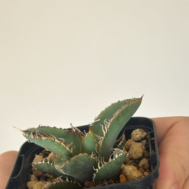 Agave titanota Kinsen アガベ チタノタ 金蟾 | kusamaru