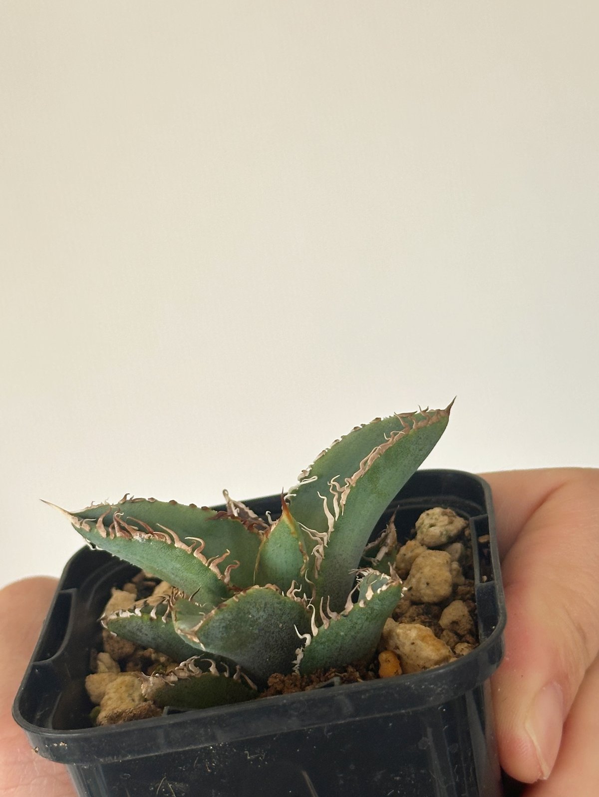 Agave titanota Kinsen アガベ チタノタ 金蟾 | kusamaru