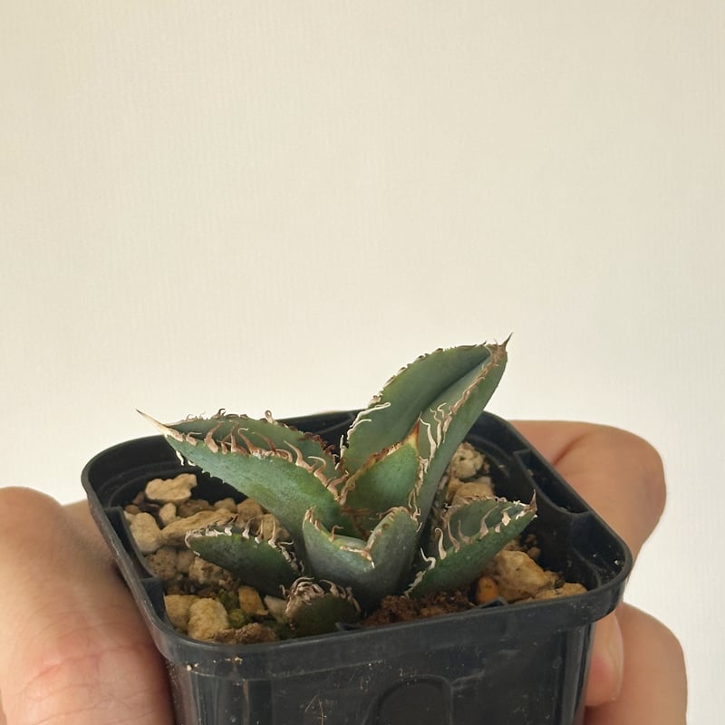Agave titanota Kinsen アガベ チタノタ 金蟾 | kusamaru