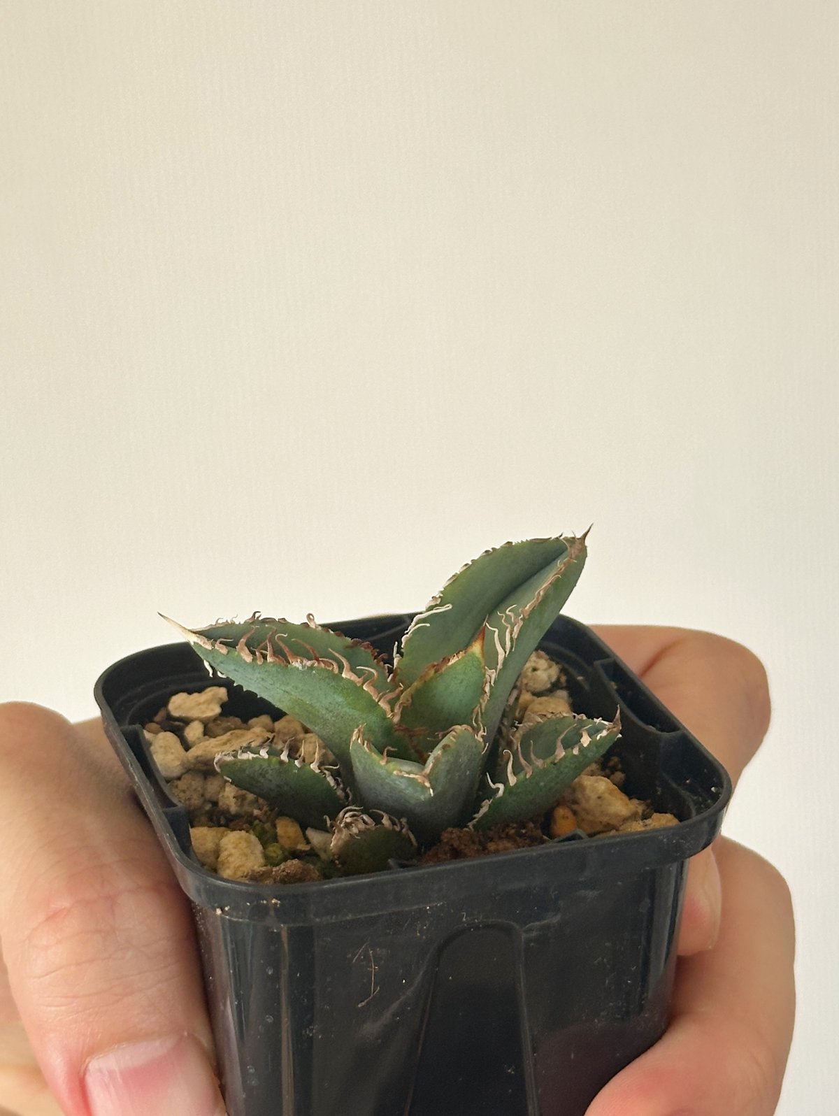 Agave titanota Kinsen アガベ チタノタ 金蟾 | kusamaru