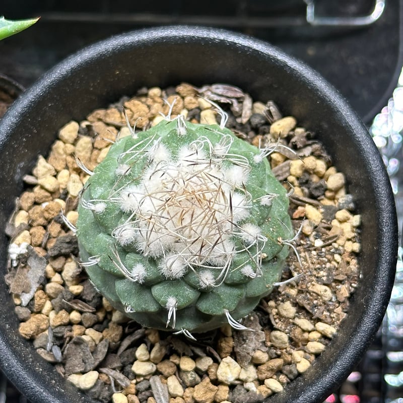 strombocactus disciformis ストロンボカクタス 白刺菊水 | kusa