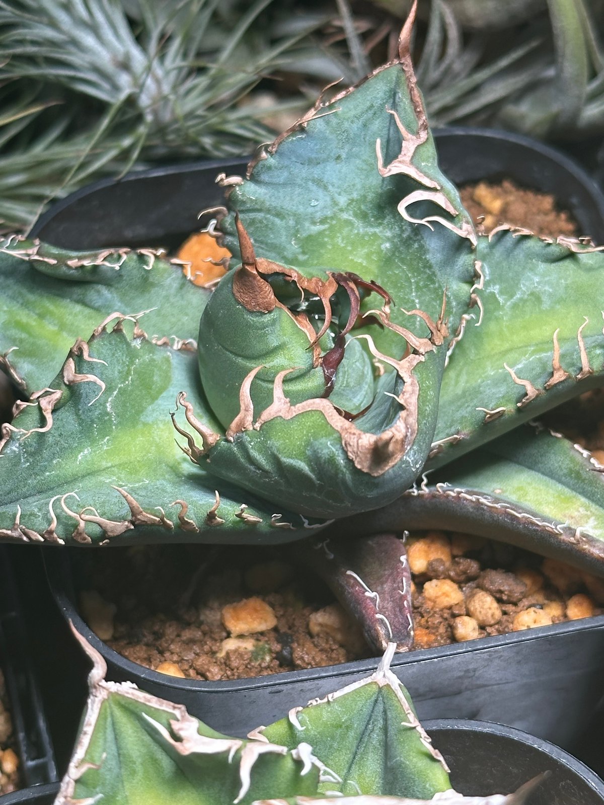 発根済み残り１つ【大型良型】アガベ　スーパーチタノタ　バケモノ　悪魔くん 発根済み残り1つ【大型良型】アガベ スーパーチタノタ バケモノ 悪魔