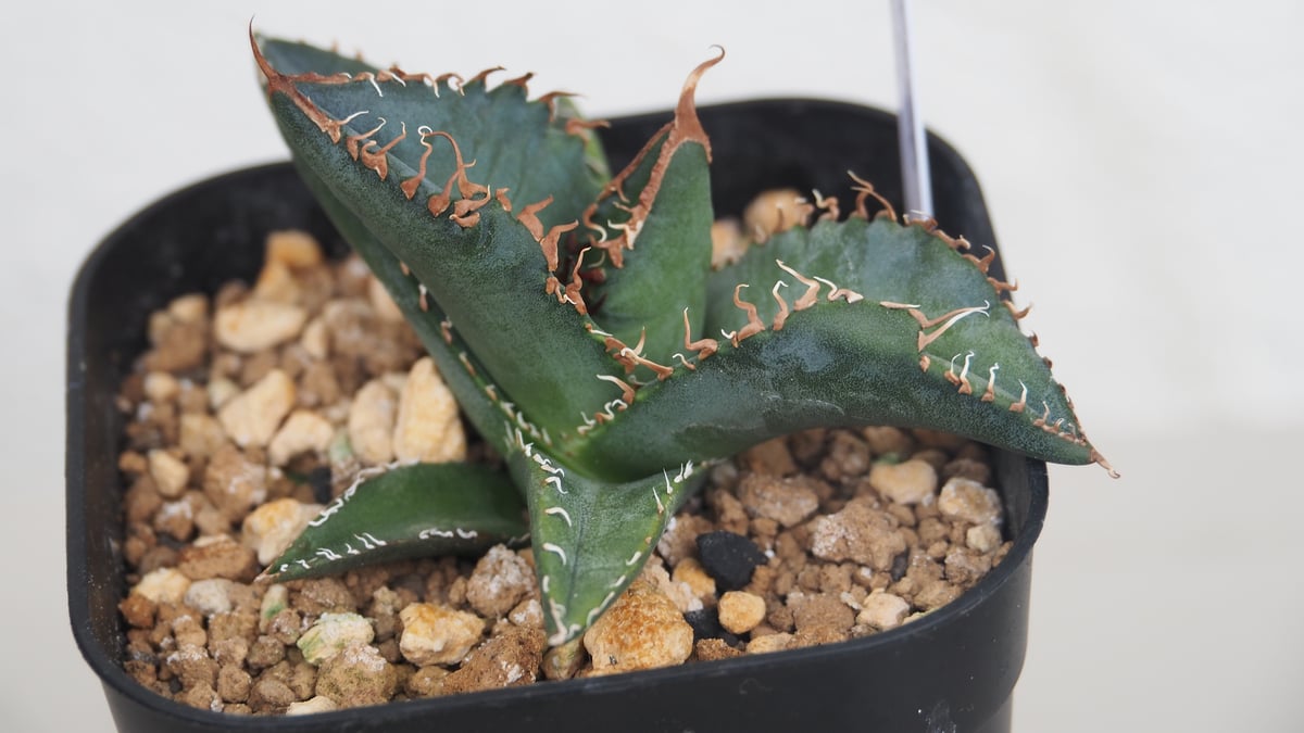 多肉植物アガベ チタノタ 悪魔くんTC株2株セット 観葉植物 - アガベ 多肉植物アガベ チタノタ 悪魔くんTC株2株セット 観葉植物 - アガベ