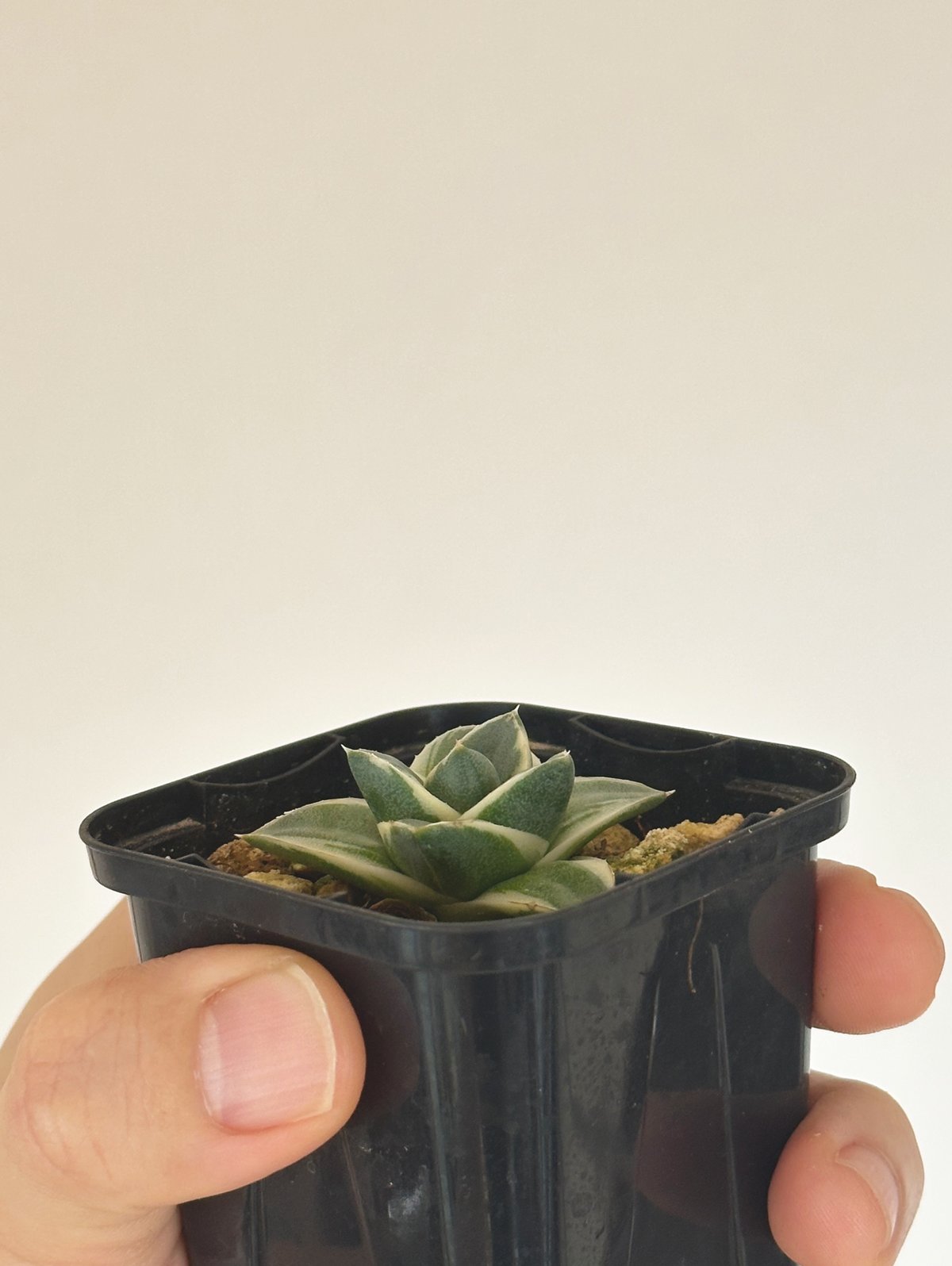 Agave filifera 'Pinky' 王妃笹の雪A型 アガベ ピンキー Agave filifera 'Pinky' 王妃笹の雪A型 アガベ ピンキー | kusamaru