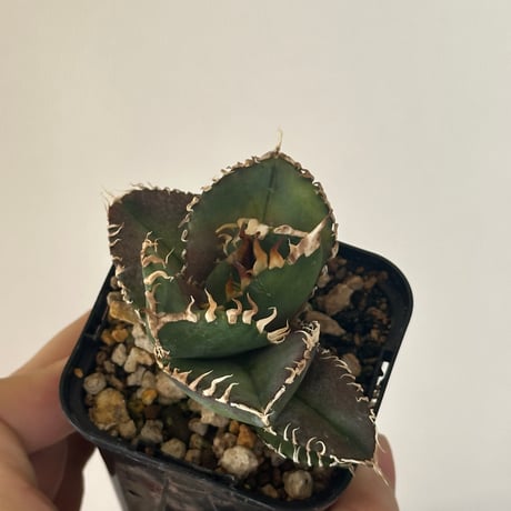 アガベ金剛 | STORES アガベ金剛 | STORES