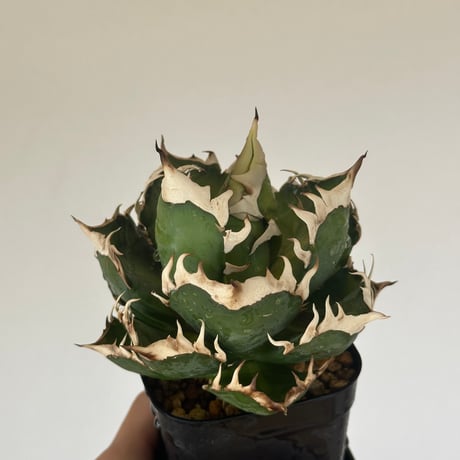 アガベ　3セット　ブラックアンドブルー 姫巌竜　レッドキャットウィーズル レッドキャットウィーズル | STORES