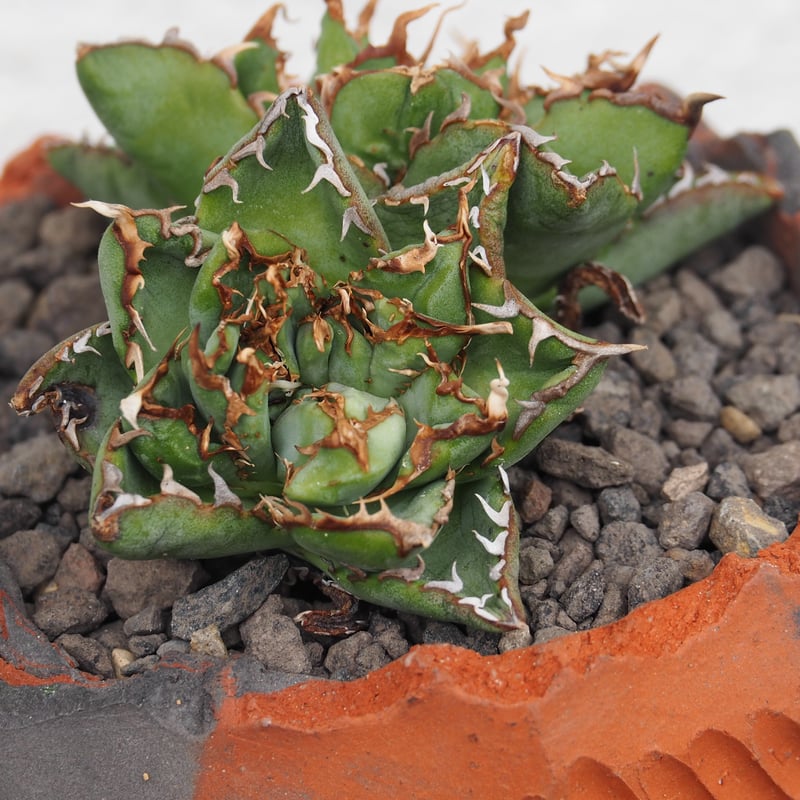 アガベ チタノタ フィリグリーデビルローズ / フィリグリー綴化