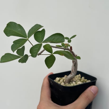 bon25コミフォラ　オルビクラリス　② コミフォラ オルビクラリス 発根済 BCO-02 × S.N.Pot 