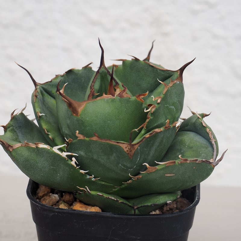 錦フェア【発根済み】③アガベ チタノタ ジャガーノート錦 TC 覆輪斑