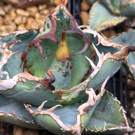 アガベブツブツ | STORES