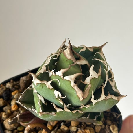 アガベ追星 | STORES