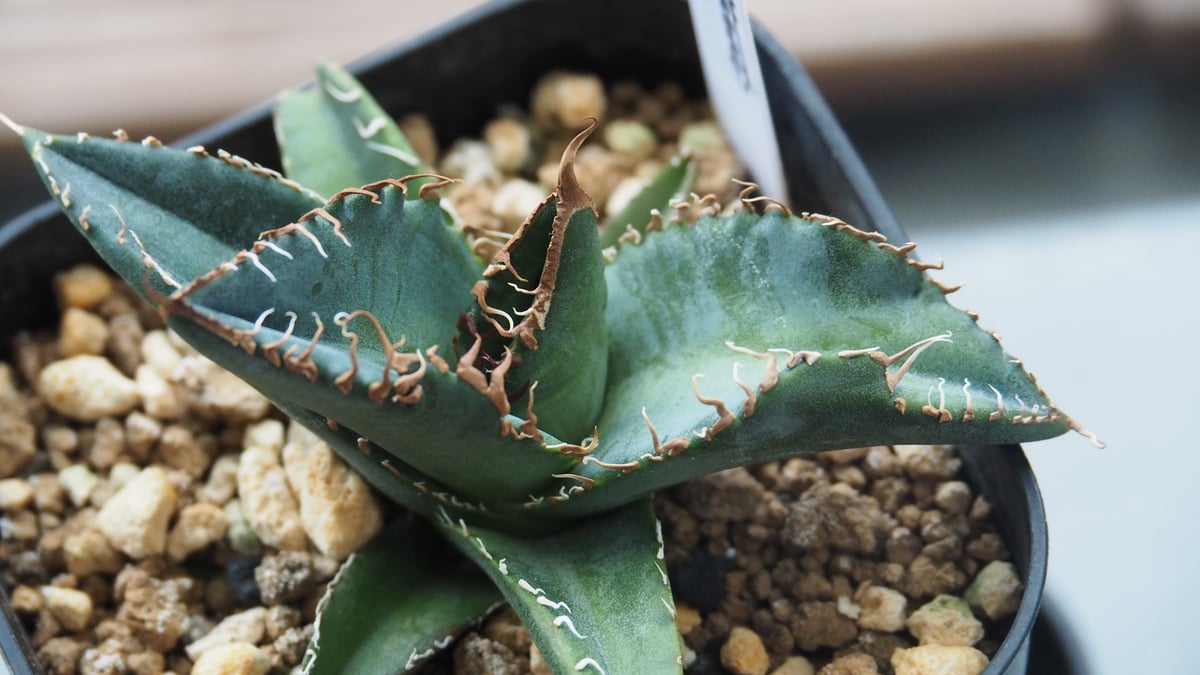 アガベ チタノタ スーパーチタノタ 悪魔くん シチリア（ラージ