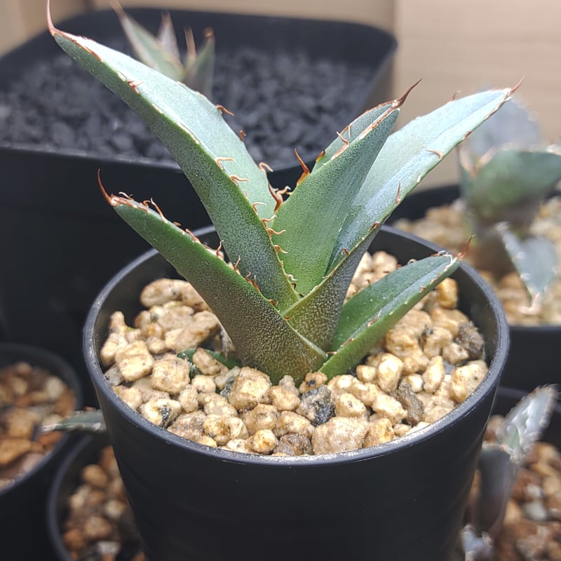 Agave Dennis 吸っ 040 子株