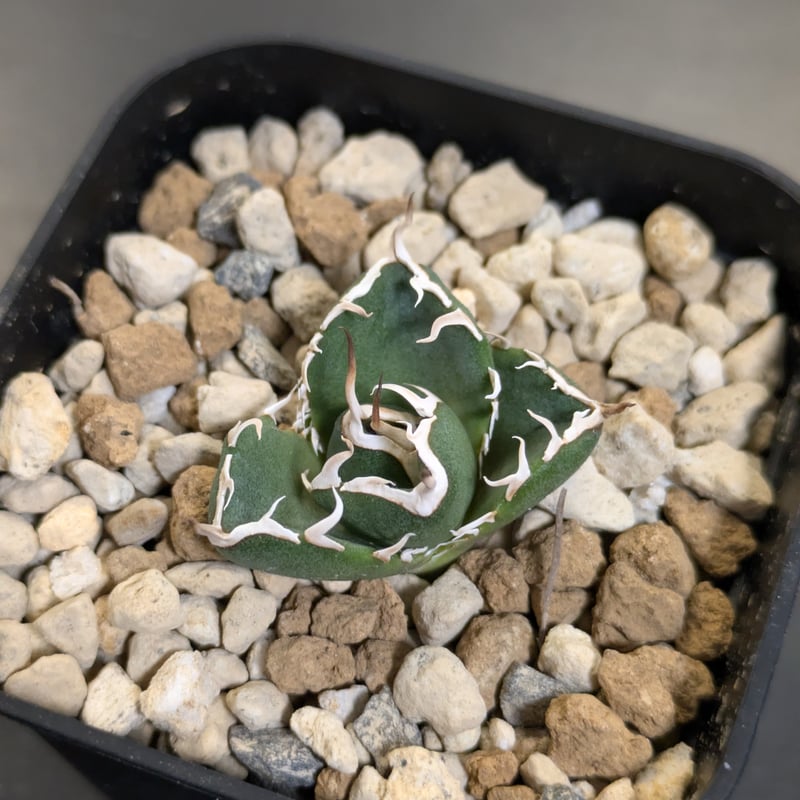 アガベ NOVA （ノヴァ）発根済み子株① | slow glower