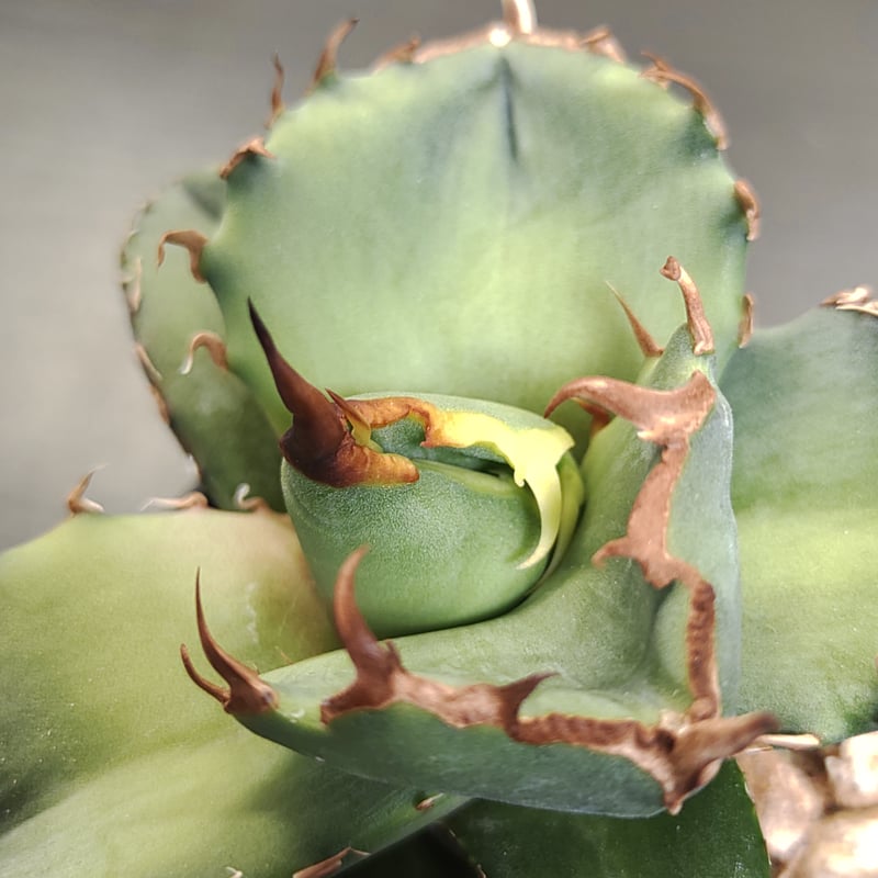 アガベ イタリア株 ノーネーム | slow glower