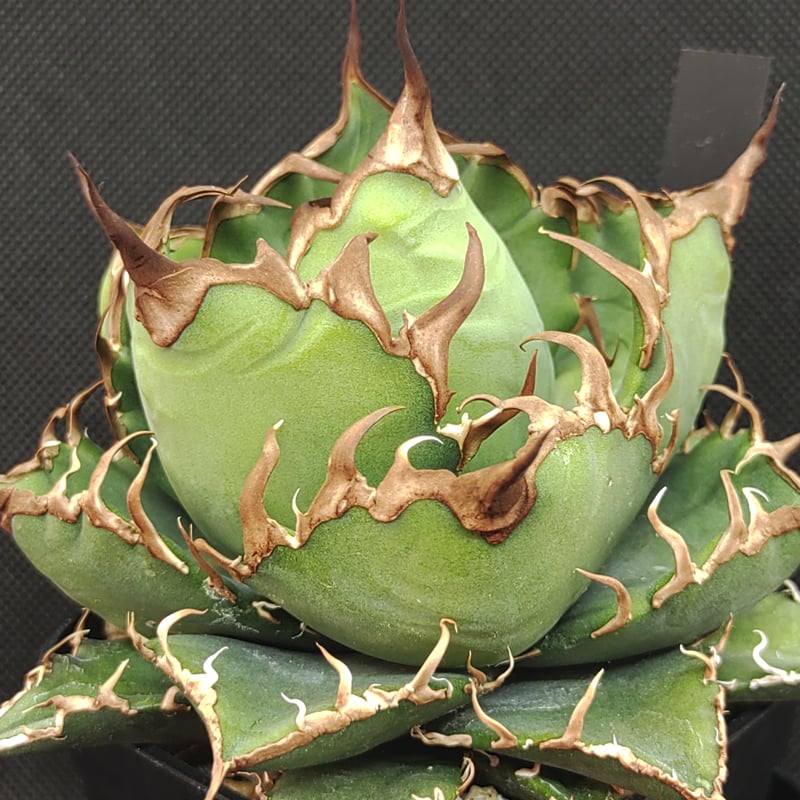 アガベ アリゾナ 中株 【公式通販】