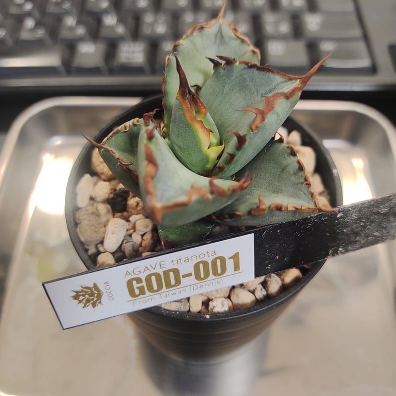 アガベ GOD -001 デニス株 | slow glower