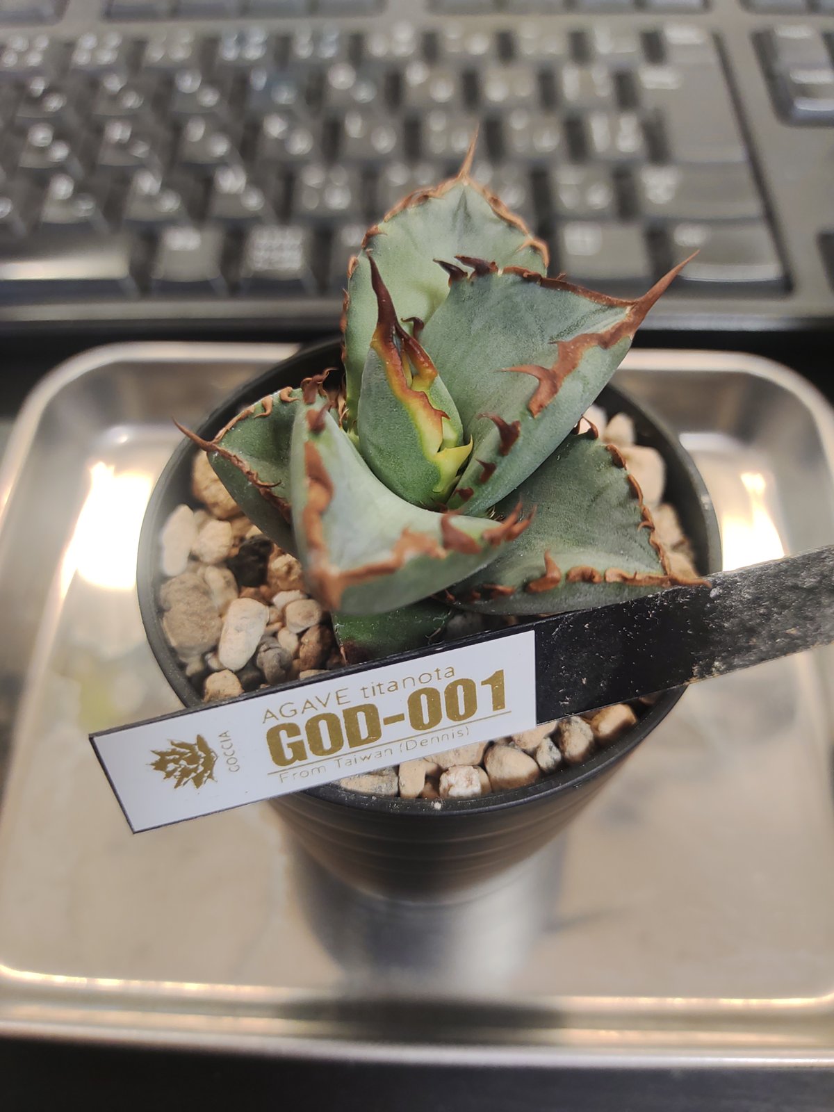 アガベ GOD -001 デニス株 | slow glower