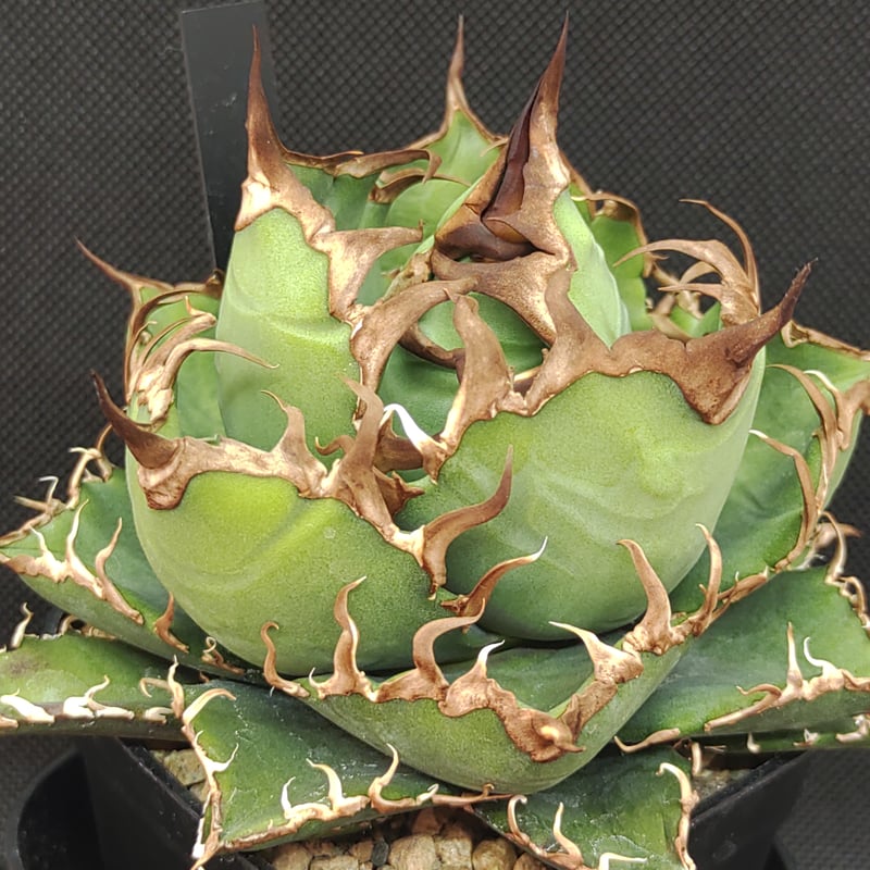 アガベ Arizona Ambition （アリゾナアンビション） | slow glower