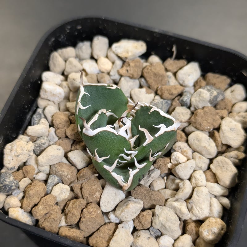 アガベ NOVA （ノヴァ）発根済み子株① | slow glower