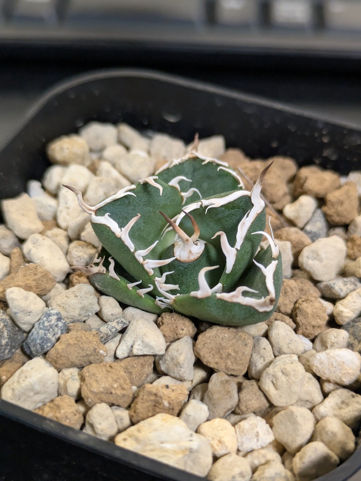 アガベ NOVA （ノヴァ）発根済み子株① | slow glower