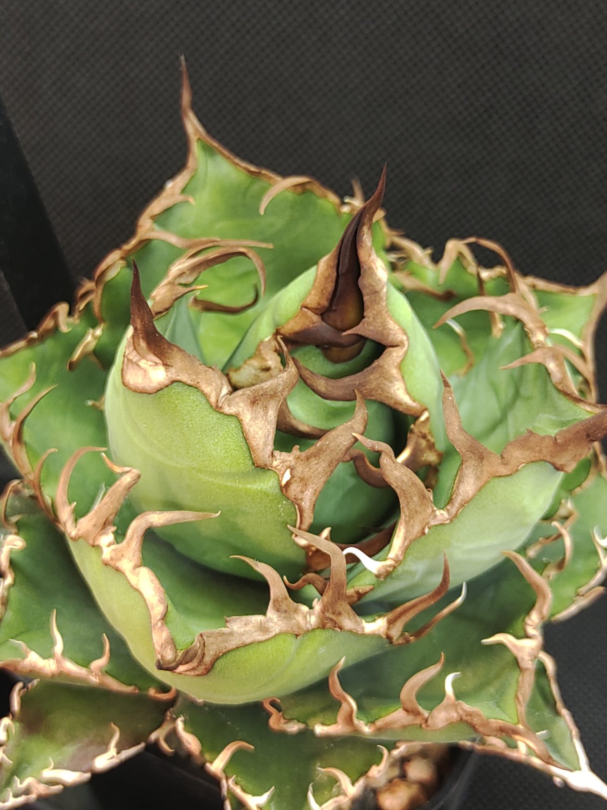 アガベ Arizona Ambition （アリゾナアンビション） | slow glower