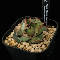 kawa　【REZA産】活着　イラン株　アガベ　ノヴァ　NOVA ① kawa 【REZA産】活着 イラン株 アガベ ノヴァ NOVA ① 確認用 週末