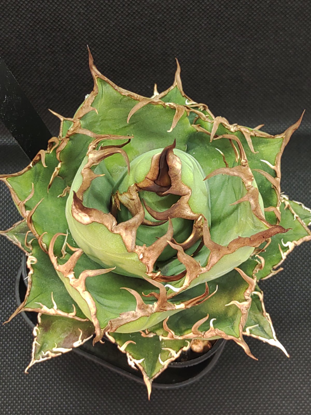 アガベ Arizona Ambition （アリゾナアンビション） | slow glower