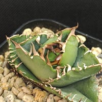 アガベ イラン株 NOVA （ノヴァ） | slow glower