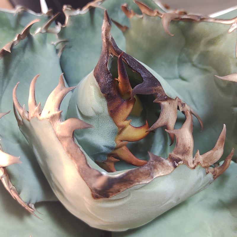 アガベ GOD -001 デニス株 | slow glower