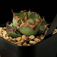 アガベ イラン株 レッドヴェノム 子株 | slow glower